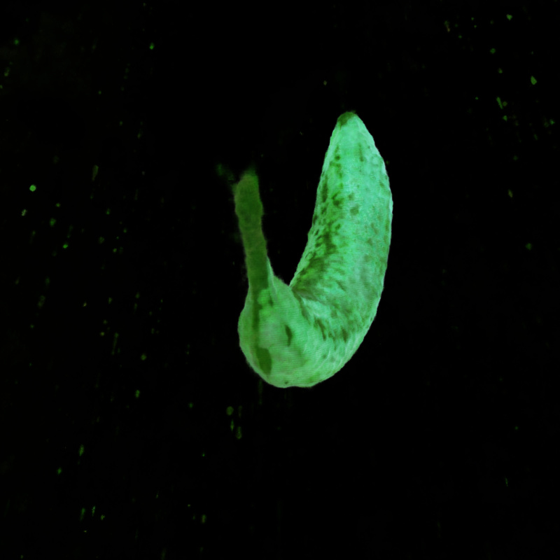 Banana 3