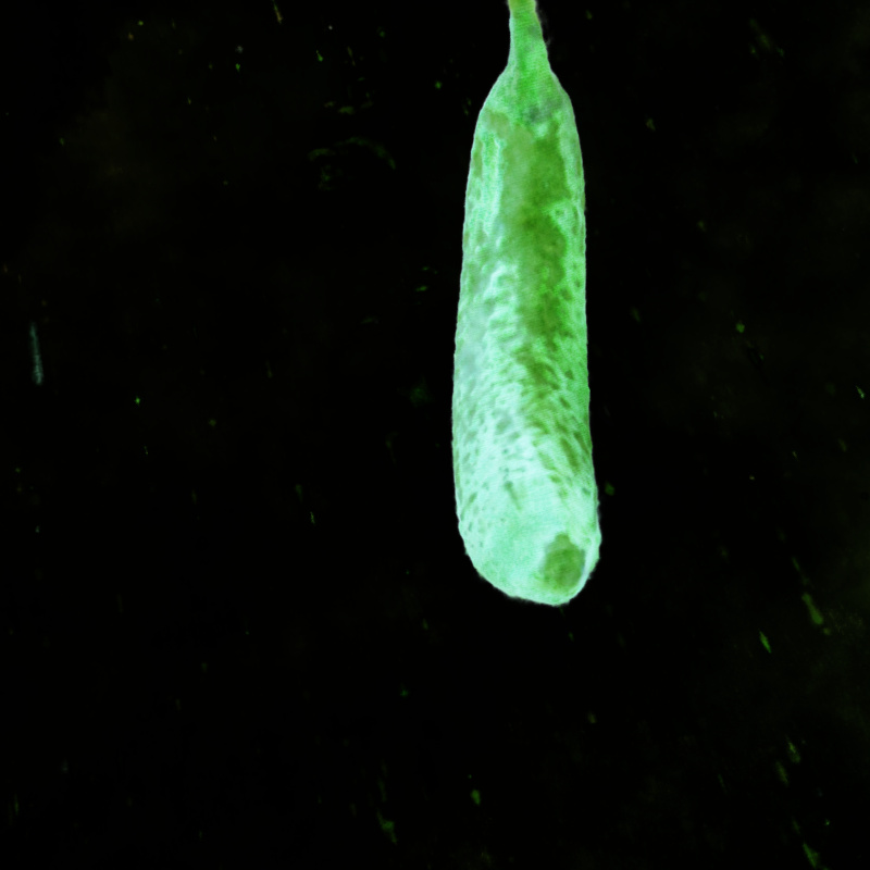 Banana 4